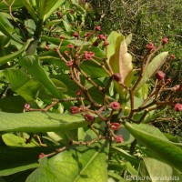 Euphorbia umbellata (Pax) Bruyns